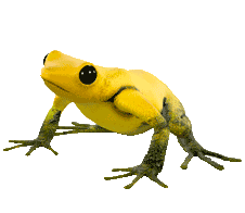 Rana dorada