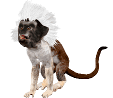 Tití cabeciblanco